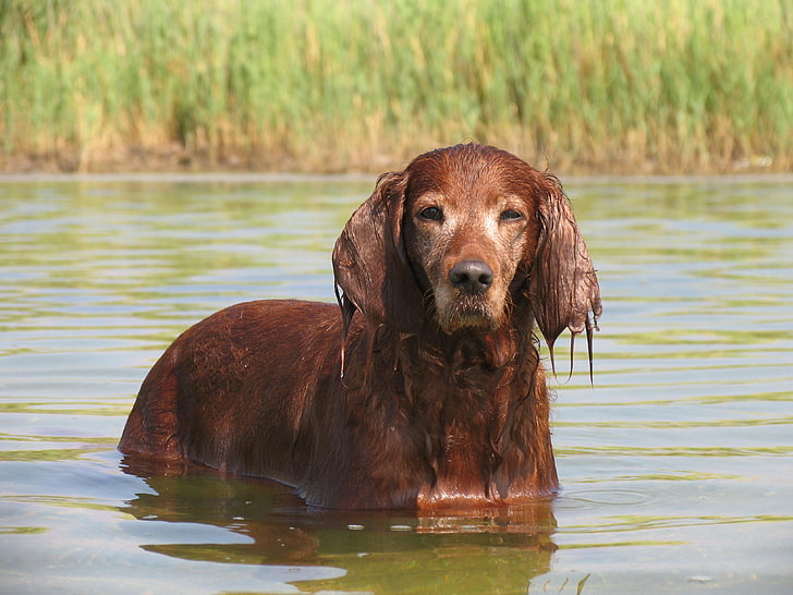 red dog on body of water during daytime in close-up photography