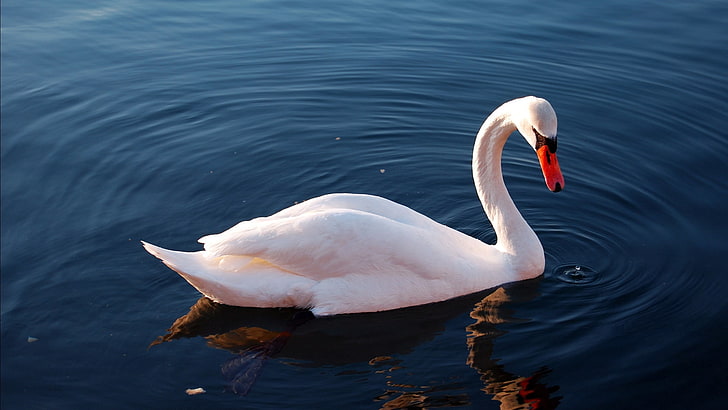 white duck, swan, water, feathers, swimming, bird, nature, lake