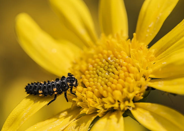 bee on daisy flower on selective focus photography, Larva, de