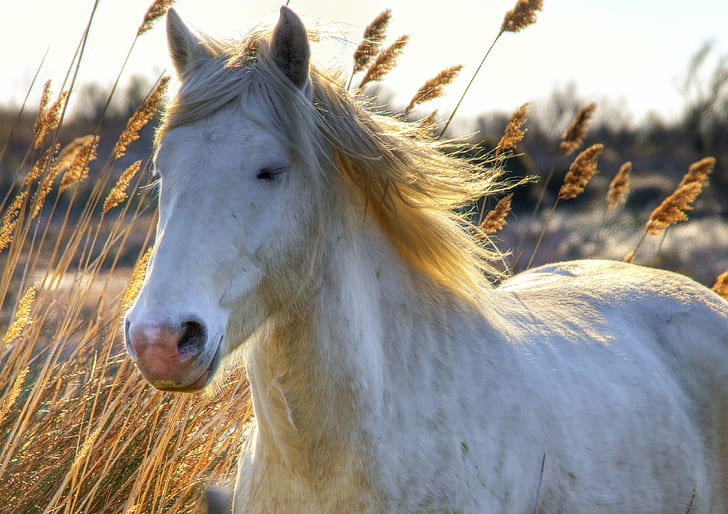 white horse on withered grass field at day time, horse, Camargue horse, HD wallpaper