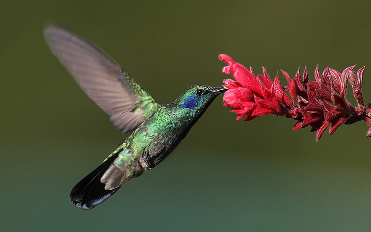 birds, flowers, flying, hummingbirds, animal, animal themes