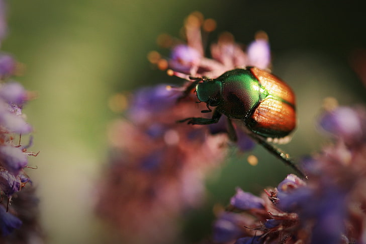 insect, macro, animals, flowers, beetles, plant, close-up, selective focus, HD wallpaper