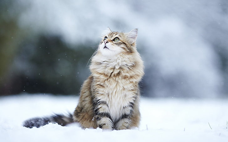 brown cat, snow, eyes, fluffy, winter, nature, animal, outdoors, HD wallpaper