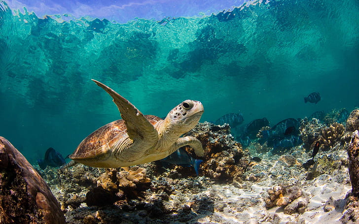 HD wallpaper: Sea Turtle Swimming, baby