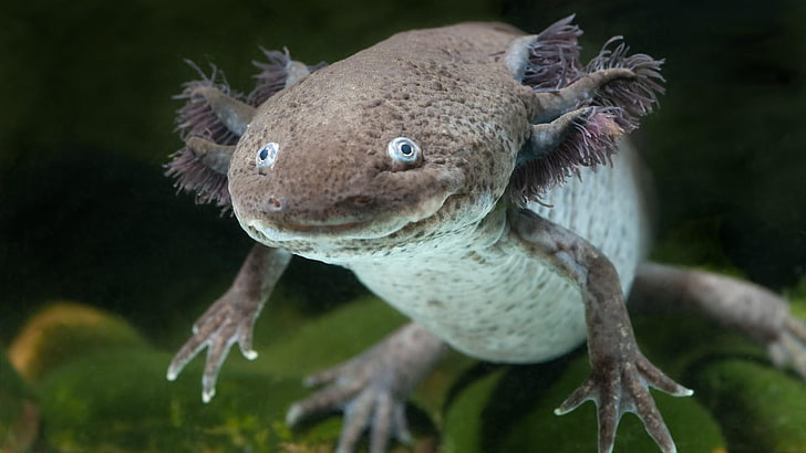 amphibian, fauna, axolotl, organism, underwater, reptile, salamander, HD wallpaper