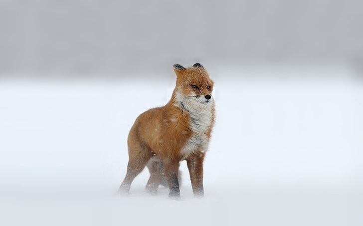 brown fox, snow, animals, winter, cold, mammal, wildlife, red Fox, HD wallpaper