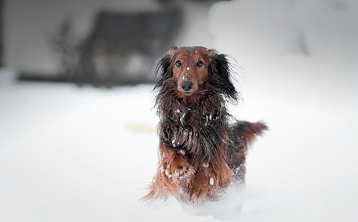 snow, dog, animals, canine, one animal, pets, domestic, mammal, HD wallpaper
