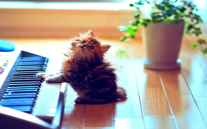 Cute Little Musician, brown tabby cat, catcert, synthesizer, daisy, HD wallpaper
