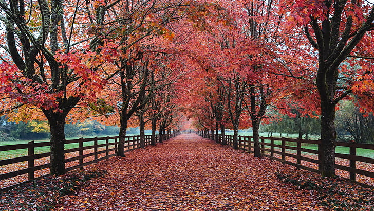 pathway with red leaves fallen from trees enclosed with fence