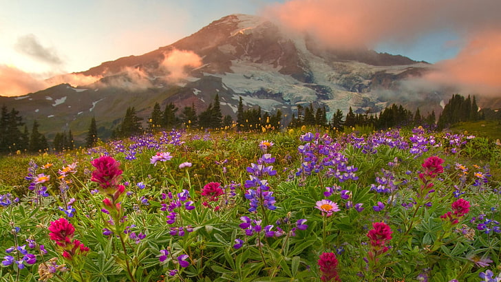 landscape, flowers, mountains, Canada, flowering plant, beauty in nature, HD wallpaper