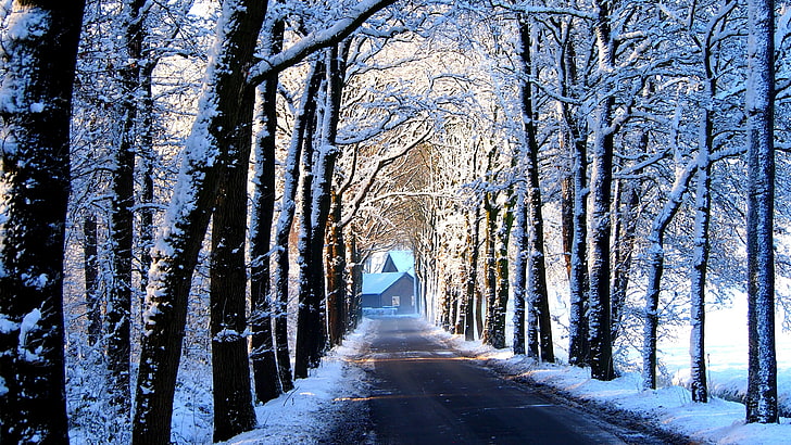 winter, snow, tree, nature, woody plant, woodland, freezing, HD wallpaper