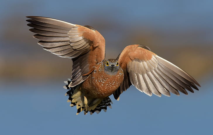 gray and brown bird flying on close-up photography, sandgrouse, pterocles, sandgrouse, pterocles, HD wallpaper