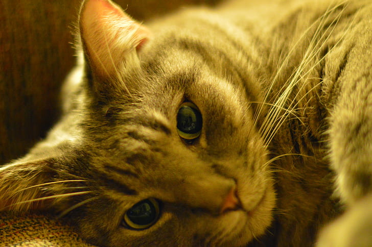 photo of silver tabby cat, cat, cat  cat, domestic Cat, pets