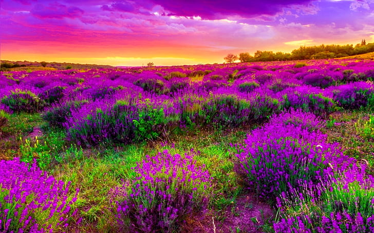 Landscape Field With Purple Spring Flowers Beautiful Sunset Desktop Hd Wallpapers 2560×1600, HD wallpaper