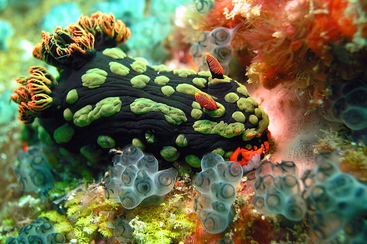 Nudibranchia, underwater, sea anemones, undersea, sea life