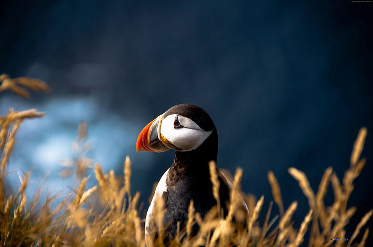 Atlantic puffin, 4k, animal, 5k, British Isles, nature, bird, HD wallpaper