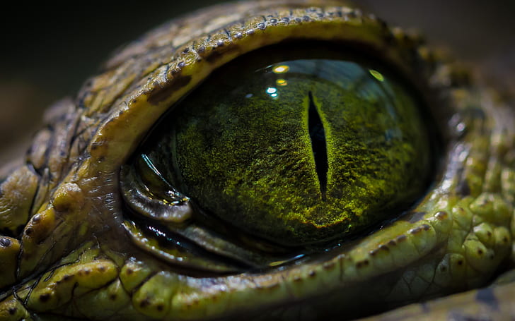Lizard Macro Eye Green HD, animals, HD wallpaper