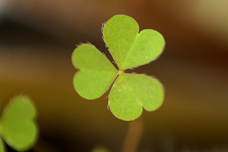 focused photo of green clover, clover, the lucky one, leaf, leaves  green
