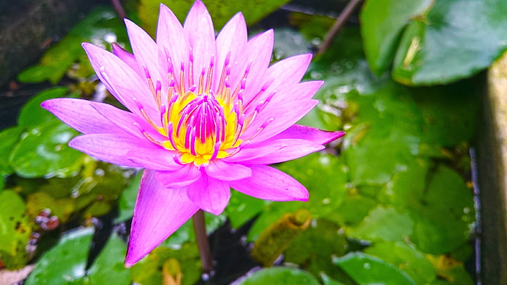 pink flower, nature, lotus flowers, beach, Sri Lanka, flowering plant