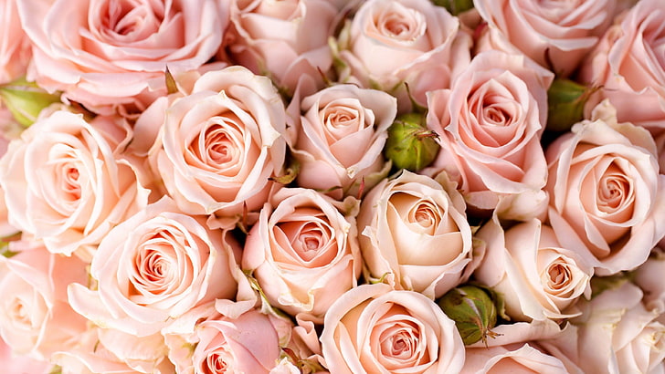 flower, rose, rose family, garden roses, pink rose, floristry, HD wallpaper