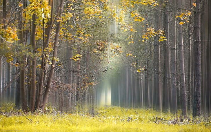 nature, landscape, yellow, leaves, grass, mist, forest, daylight, HD wallpaper