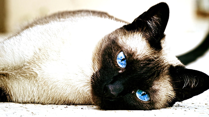 cat, Siamese cats, animals, blue eyes, mammal, animal themes, HD wallpaper