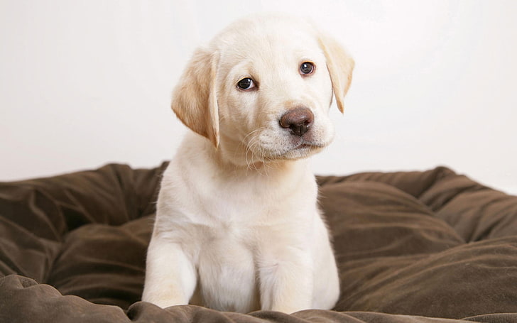HD wallpaper: Cute Puppy Eyes, yellow Labrador retriever puppy, Animals, Dog  | Wallpaper Flare