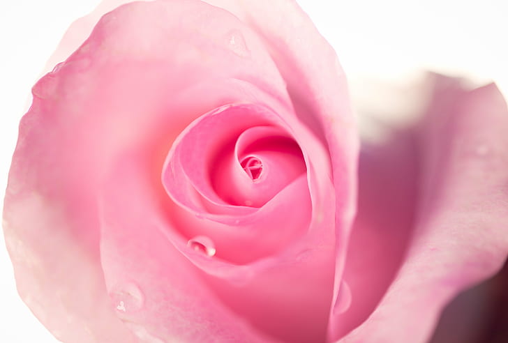 closeup photo of Peony flower, rose, rose, Pink Rose, rose  pink