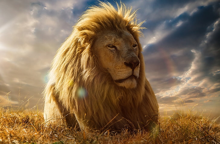 Lion King, male lion, Animals, Wild, Resting, Savanna, animal themes, HD wallpaper