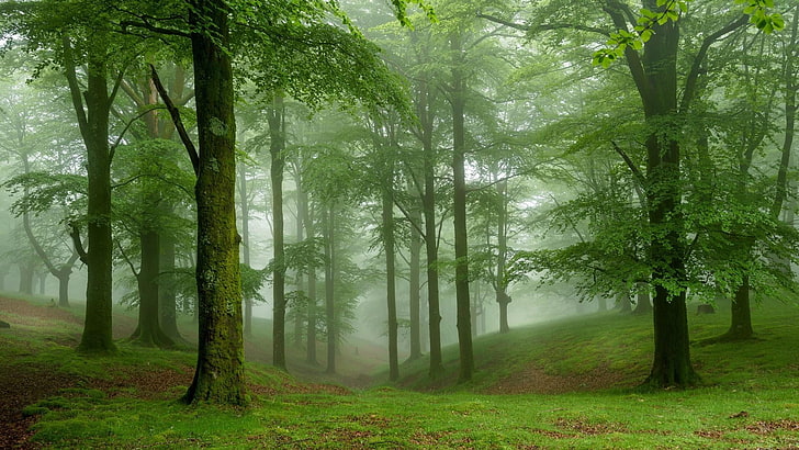 misty, forest, trees, plant, land, fog, tranquility, woodland, HD wallpaper