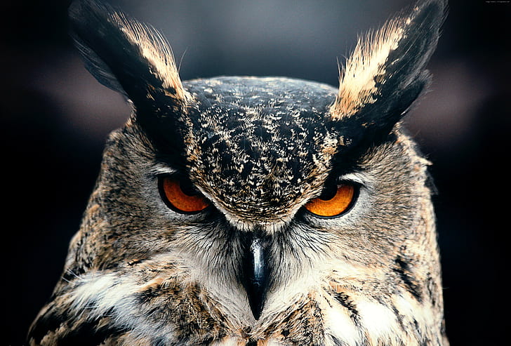 owl, animal, animal themes, one animal, close-up, animal wildlife, HD wallpaper