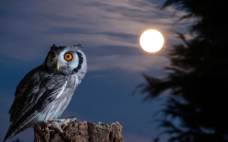 HD wallpaper: Owl, moon, bird at night | Wallpaper Flare