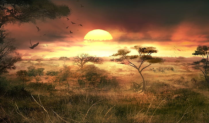 desert, grassland, savanna, savannah, sunset, HD wallpaper