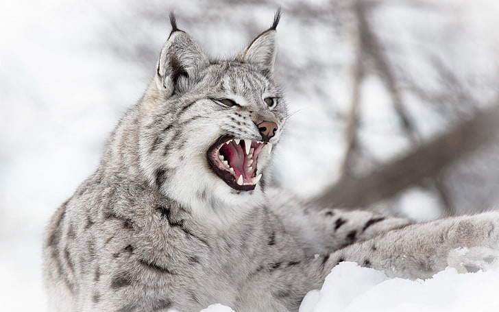 animals, lynx, nature, snow, wildlife, depth of field, wild cat, HD wallpaper