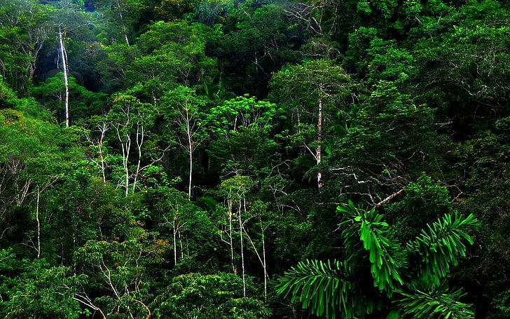 nature, landscape, forest, rainforest, jungle, green, plant