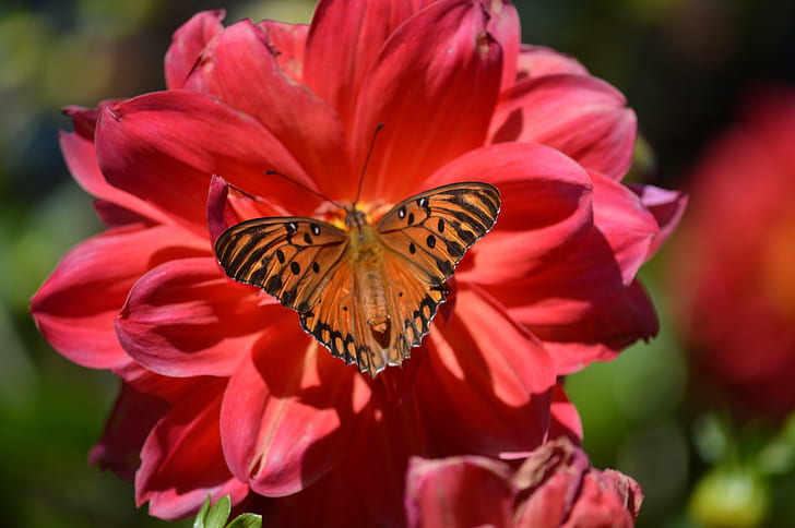 butterfly, flowers, nature