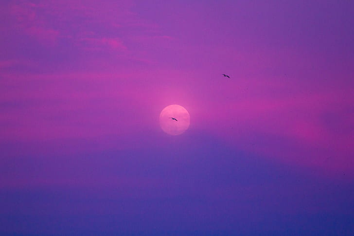 two bird in fly photography, supermoon, sunset, colores, gaviota, HD wallpaper