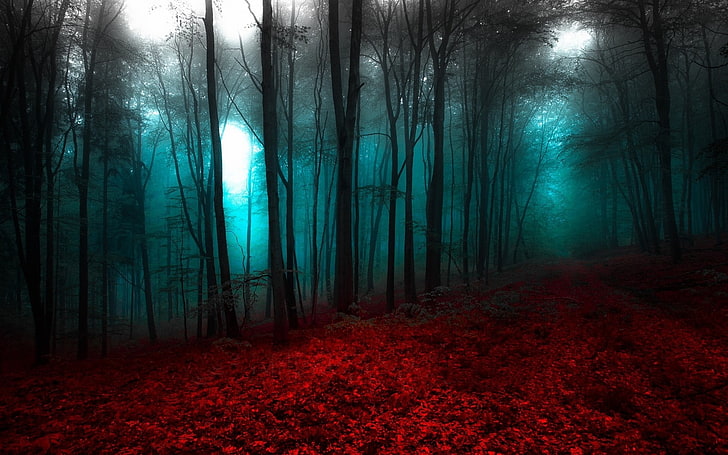 forest scenery, nature, landscape, red, blue, mist, trees, path, HD wallpaper