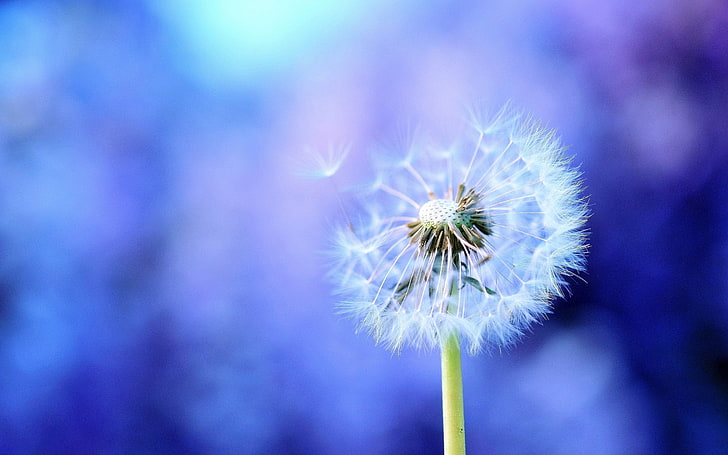 white dandelion flower, background, feathers, seeds, nature, plant, HD wallpaper