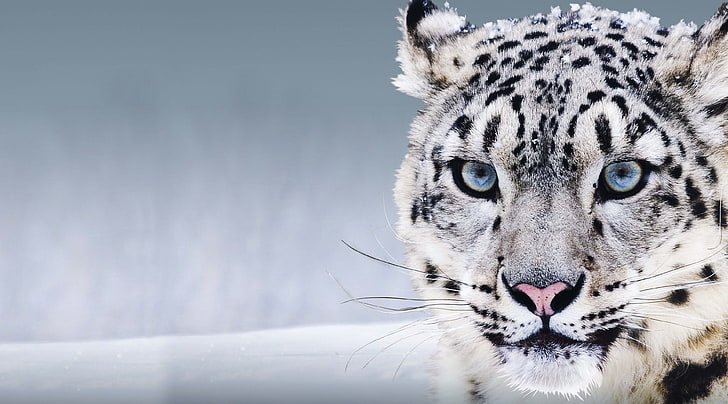 snow leopard 4k  for desktop, one animal, animal themes, feline