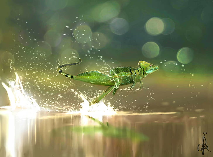 Common basilisk lizard, green basiliscus, water, splashing, running, HD wallpaper