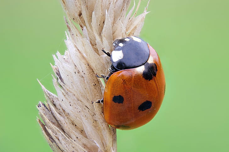 macro photography of ladybug on withered leaf, ladybird, ladybird, HD wallpaper