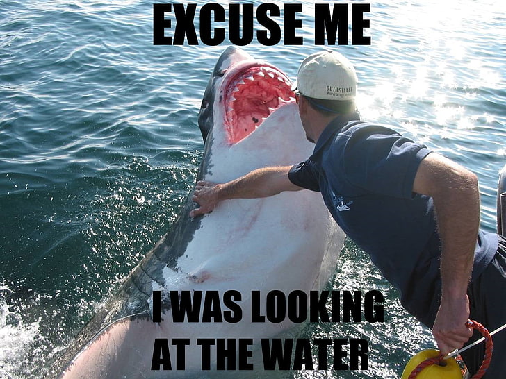 gray and white shark with text overlay, humor, sea, sport, men
