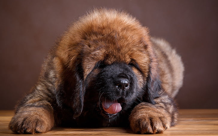 Dogs, Tibetan Mastiff, Baby Animal, Pet, Puppy, HD wallpaper
