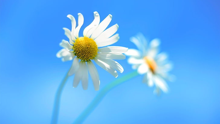 HD wallpaper: windows 7, blue, sky, flower, windows theme, daisy, beautiful  | Wallpaper Flare