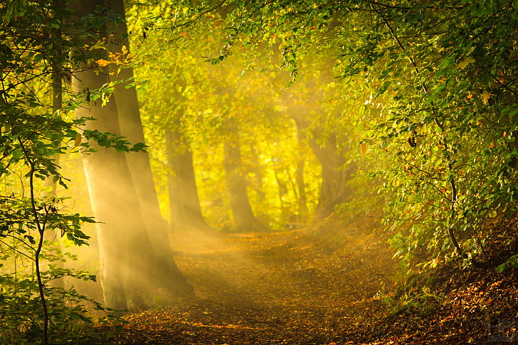 green leaf plants and trees, forest, the sun, rays, nature, bright light, HD wallpaper