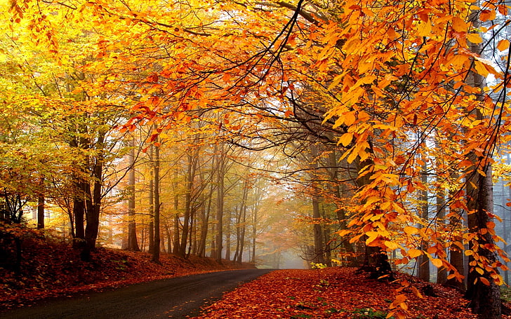 maple trees, autumn, road, fog, haze, asphalt, leaves, yellow