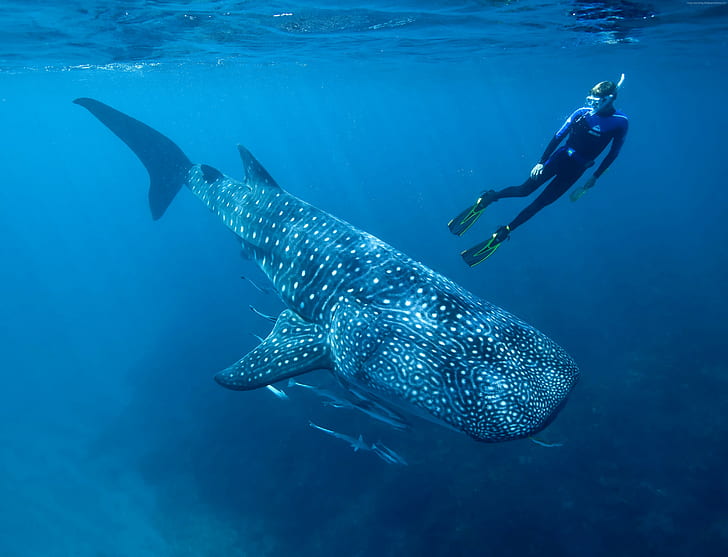 shark, diving, underwater, Worlds best diving sites, fish, blue, HD wallpaper