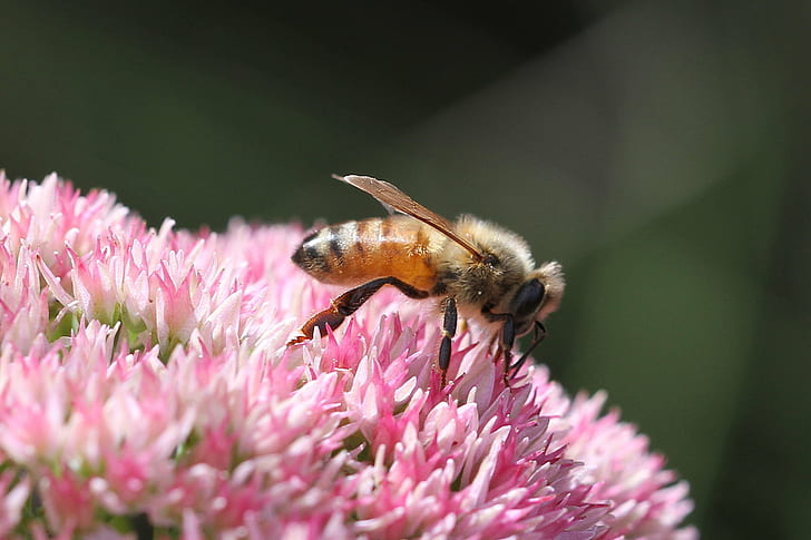 shallow focus of bee on pink flower during daytime, honey bee, apis mellifera, honey bee, apis mellifera, HD wallpaper
