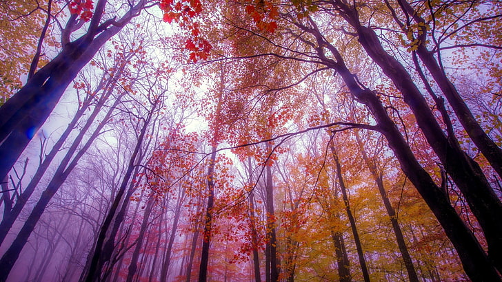 forest, trees, mist, fall, color correction, plant, low angle view